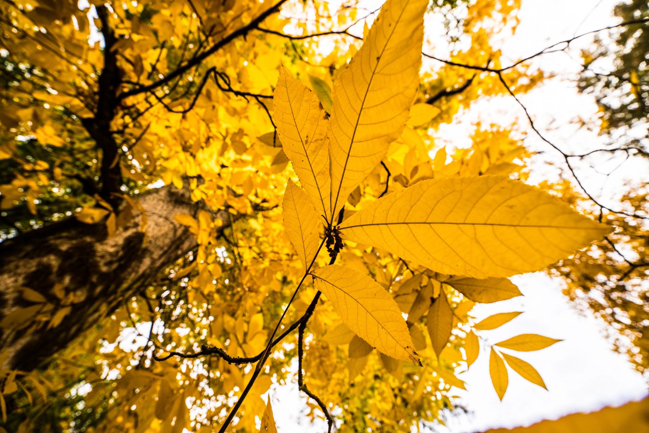 Village green landscape with mature tree